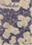 w2zl5cau.GIF